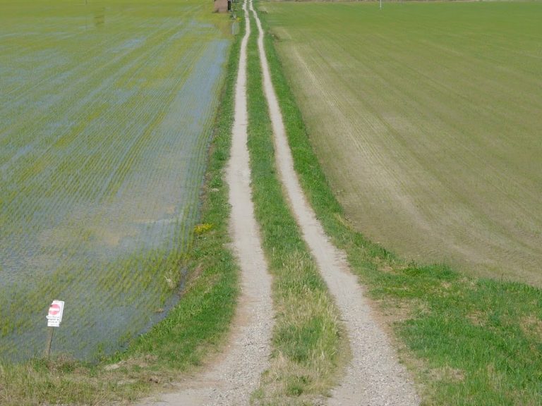 A Rovasenda tra riso, cicogne e acque