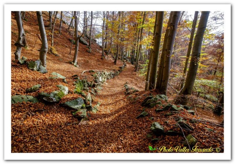 VF_paes(18)